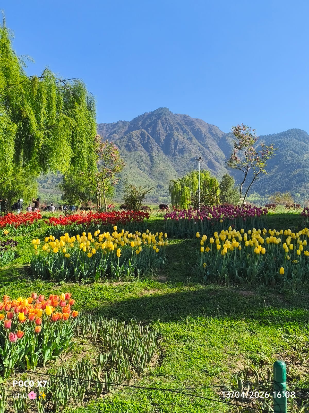 Tulip garden with mountains in the background, Kashmir